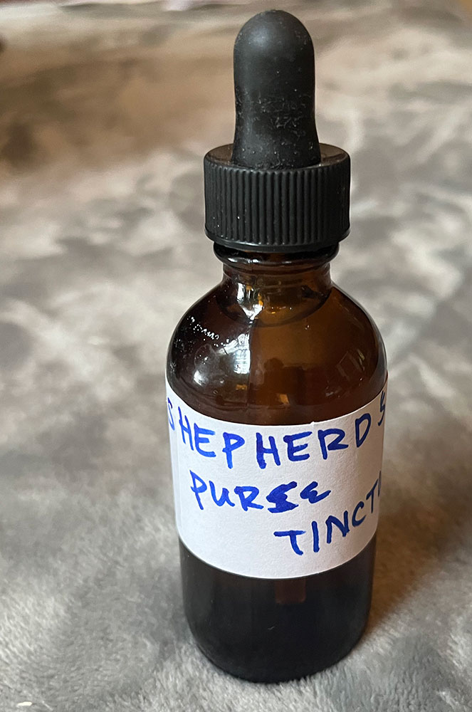 Read more about the article Shepherd’s Purse Tincture